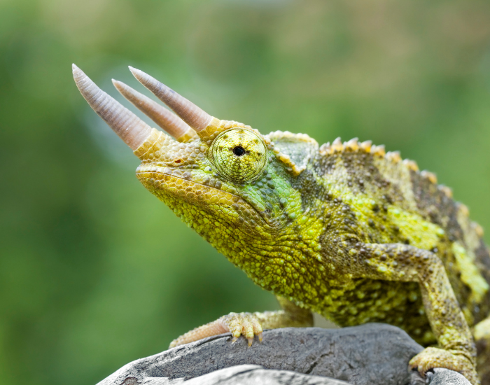 Jackson’s chameleon close up on a rock