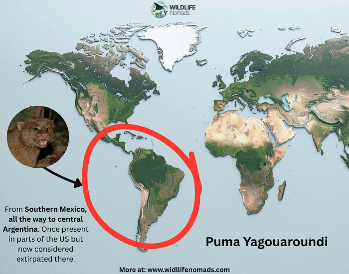 Jaguarundi distribution map