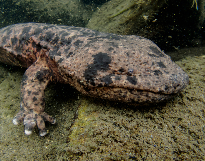 Japanese Giant Salamander close up