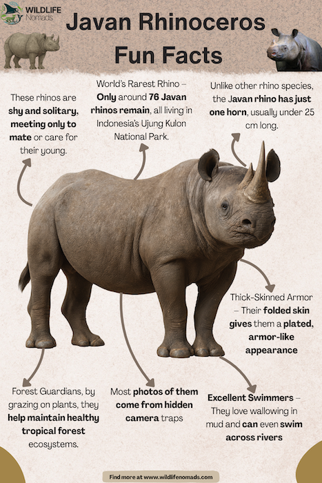 Javan-Rhinoceros-Fun-Facts-infographic.webp Javan Rhinoceros Fun Facts infographic