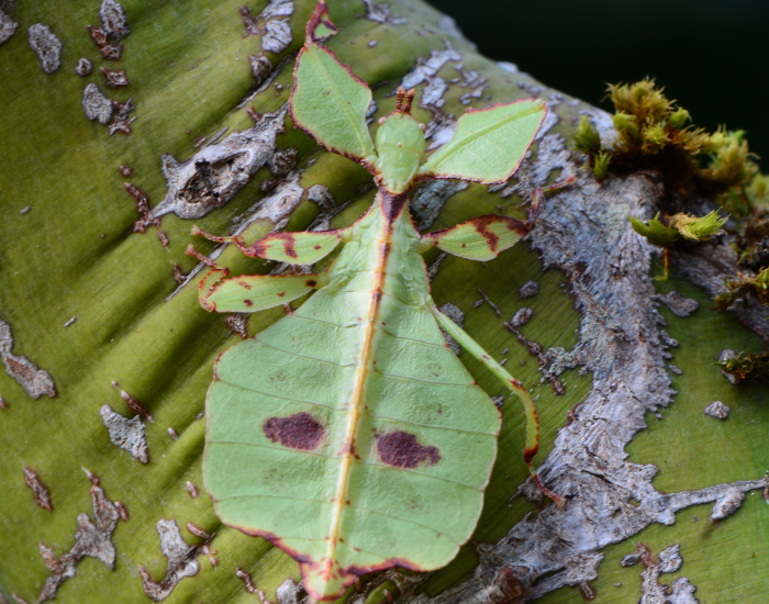 Jungle-Leaf-Insect-Phyllium-celebicum.webp Jungle Leaf Insect in the wild
