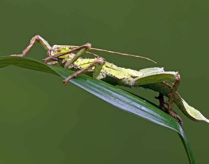 Jungle-Nymph-Heteropteryx-dilatata.webp Jungle Nymph on top of a leaf