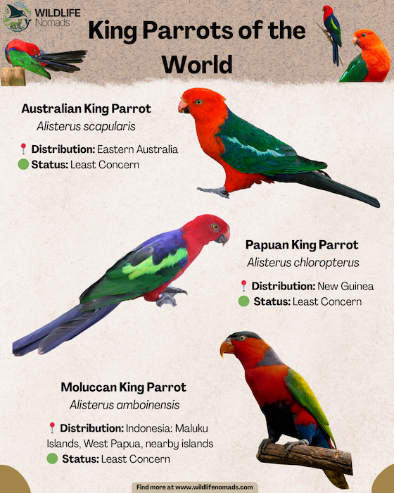 King-Parrots-of-the-World-infographic.webp King parrots of the world infographic