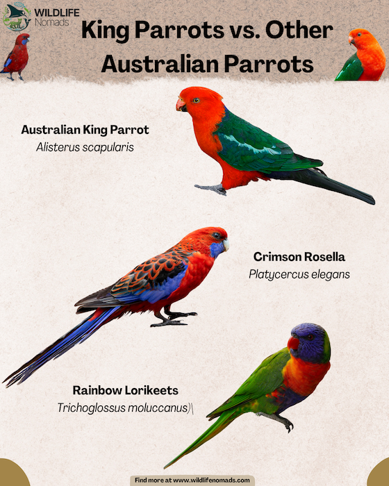 King-Parrots-vs.-Other-Australian-Parrots-infographic.webp infographic comparing king parrots with lorikeets and rosellas