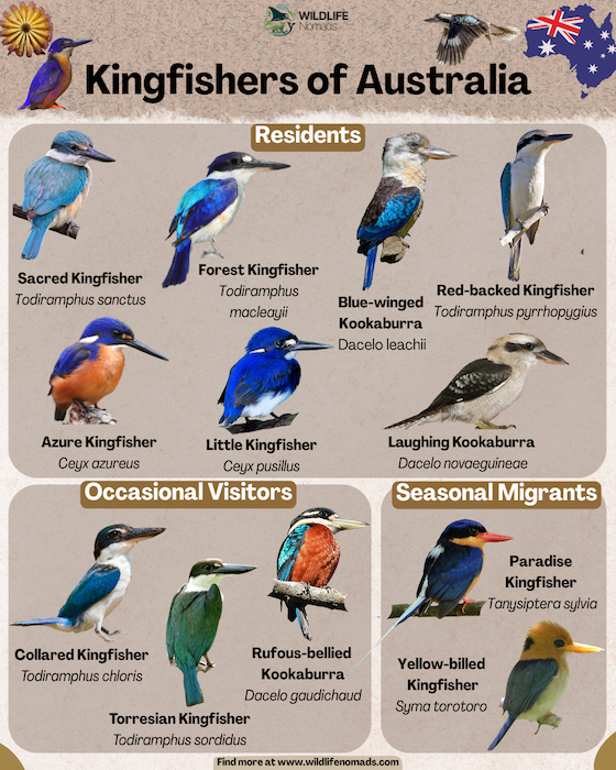 Kingfisher showing 12 kingfishers that can be found in australia, divided by permenent residents, occasional visitors and rare migrants