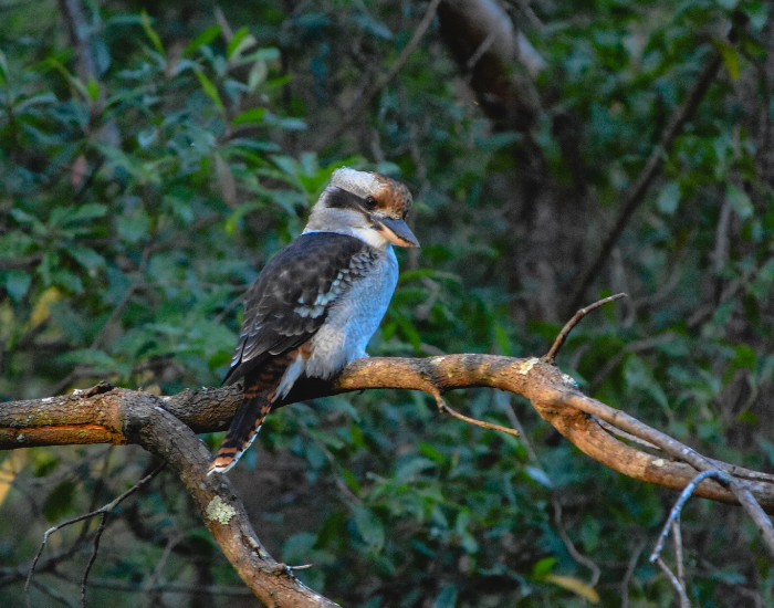 Laughing Kookaburra in the wild near sydney
