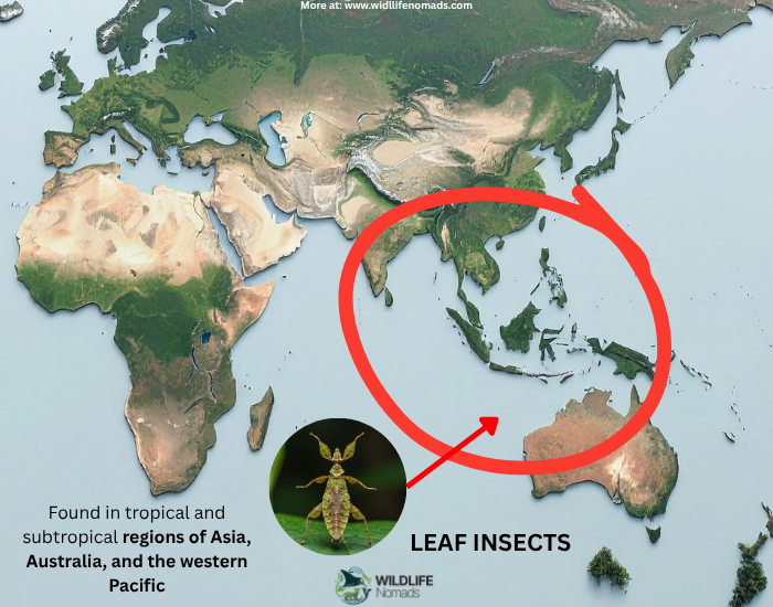 LEAF-INSECTS-DISTIRBUTION-MAP.webp Distribution Map of insec leaf
