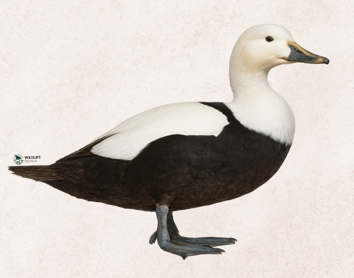 Labrador-Duck-Camptorhynchus-labradorius.webp Labrador Duck (Camptorhynchus labradorius) with brown background illustration