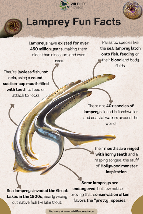 infographic showing lamprey fun facts