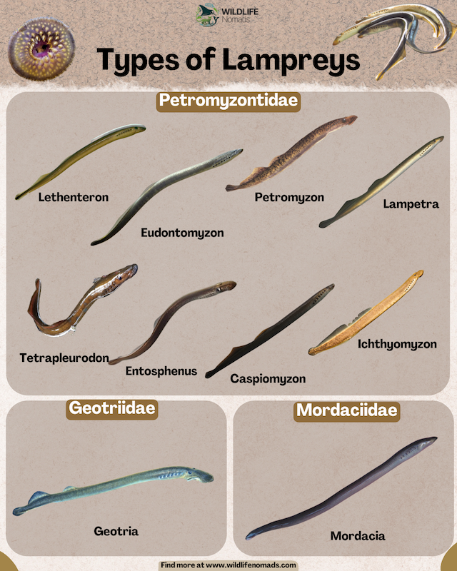 infographic showing all types and species of lampreys