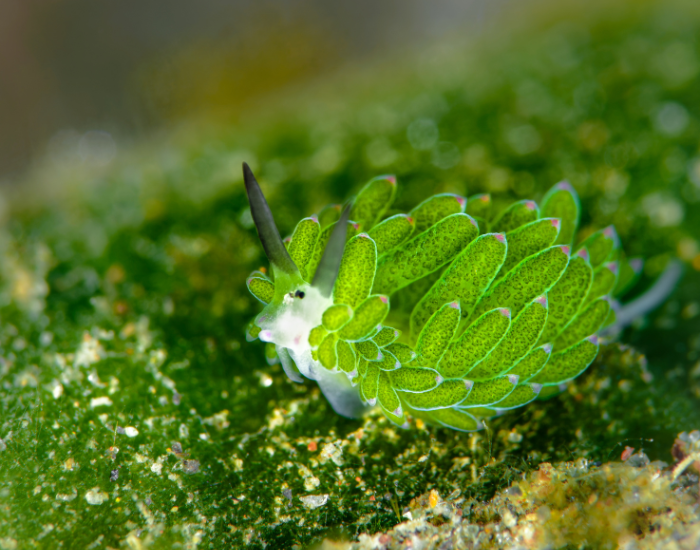 Leaf-Sheep-Costasiella-kuroshimae-2.webp Leaf Sheep in the ocean