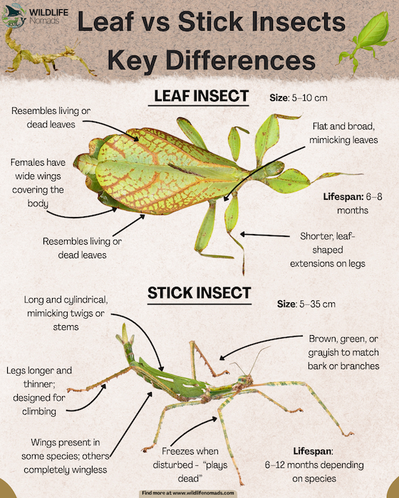 Leaf-vs-Stick-Insects-Key-Differences.webp Leaf vs Stick Insects Key Differences infographic