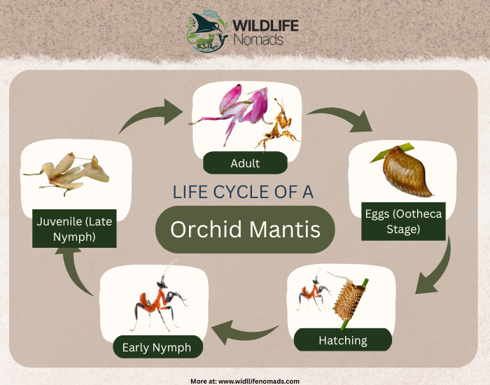 Life cycle Orchid Mantis infographic