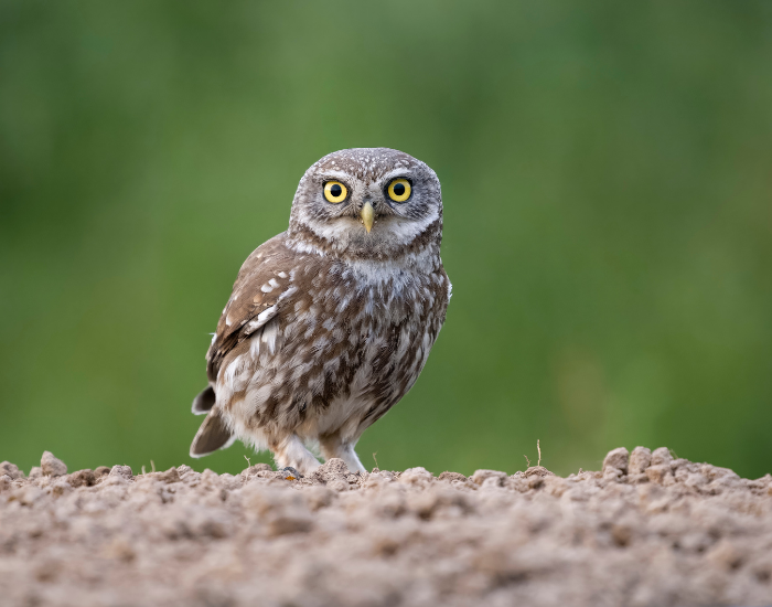 Little-Owl-Athene-noctua.webp Little Owl on the ground