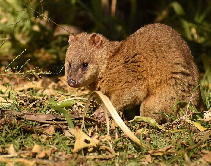 Lutrine-Opossum-Lutreolina-crassicaudata.webp Lutrine Opossum in the wild