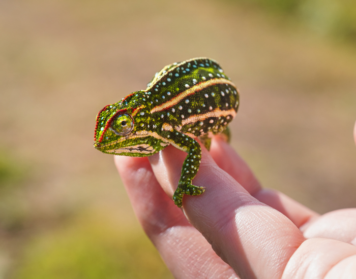 Malagasy Jewel Chameleon standing over a hand