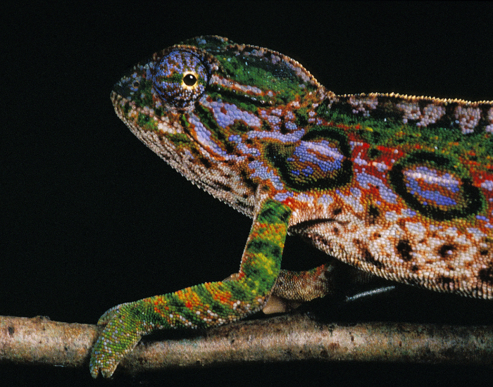 close up of a madagascar foret chameleon displaying many colors