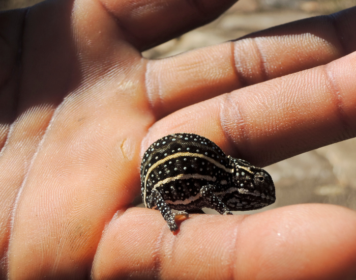 jeweled chameleon on a hand