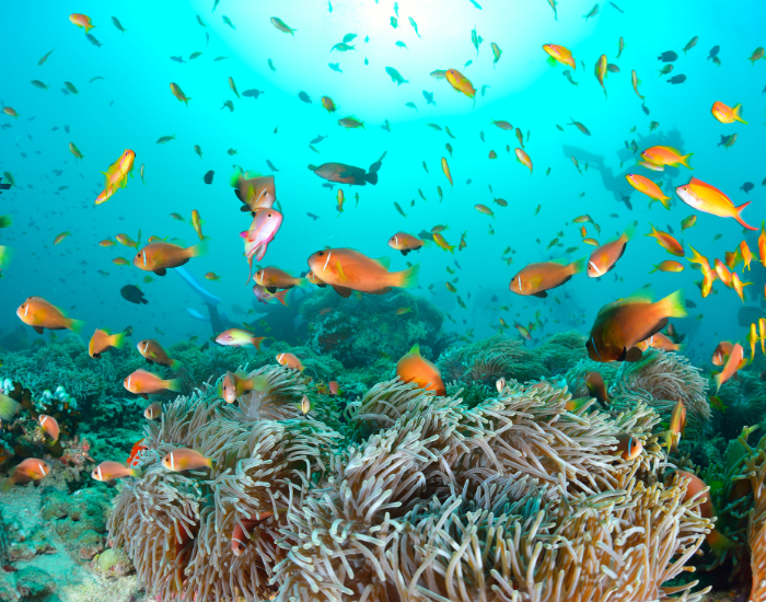 Maldives.webp underwater photo of coral reef