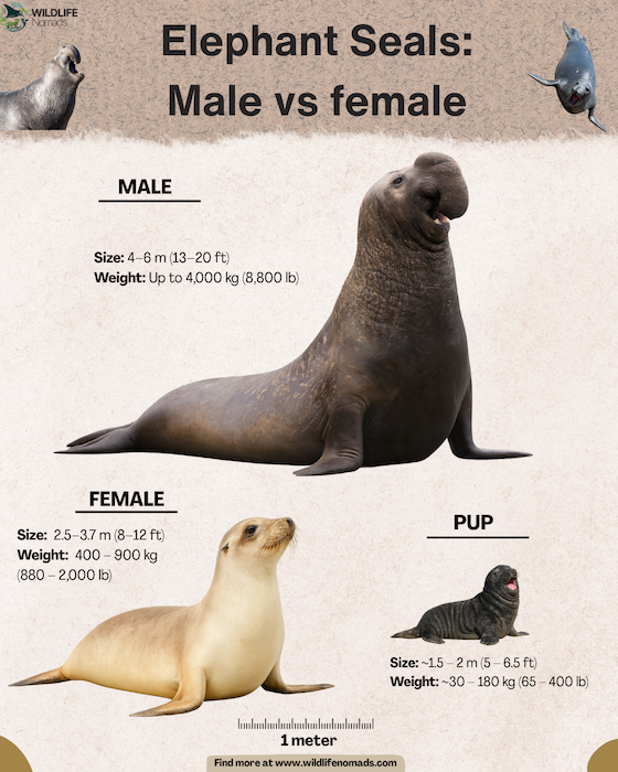 Male-vs-female-Elephant-Seals-infographic.webp Male vs female Elephant Seals infographic