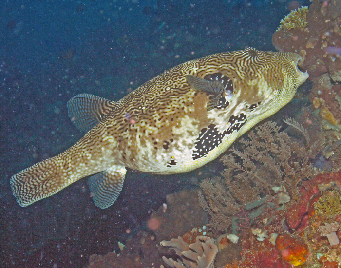 Map-Puffer-Arothron-mappa.webp Map Puffer swimming in the ocean
