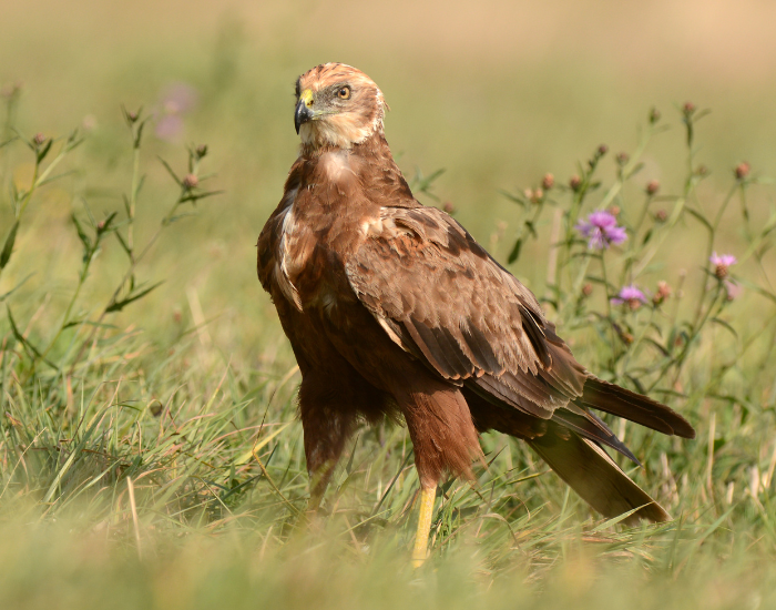 Marsh harrier standing on the ground