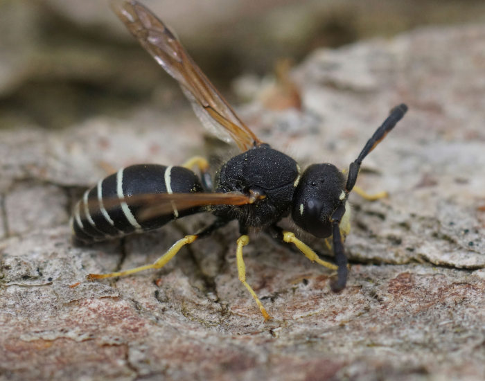 Mason Wasp on the ground
