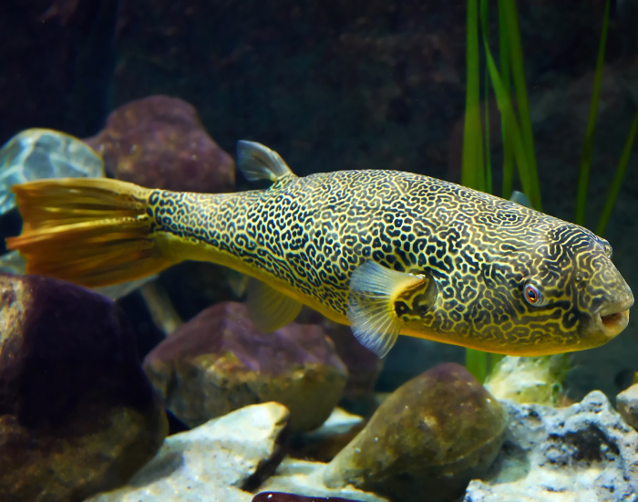 Mbu-Puffer-Tetraodon-mbu.webp Mbu Puffer swimming