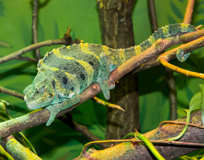 Meller's Chameleon on a branch