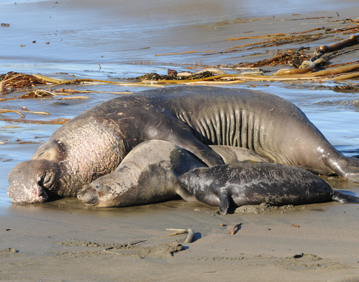 Mirounga-angustirostris-family.webp family of elephants seal on the beach laying