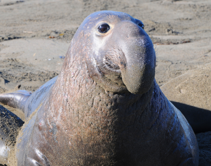 Mirounga-angustirostris.webp elephant seal close up on the beach