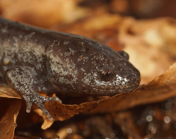 Mole-Salamander-Ambystoma-talpoideum.webp Mole Salamander clos eup