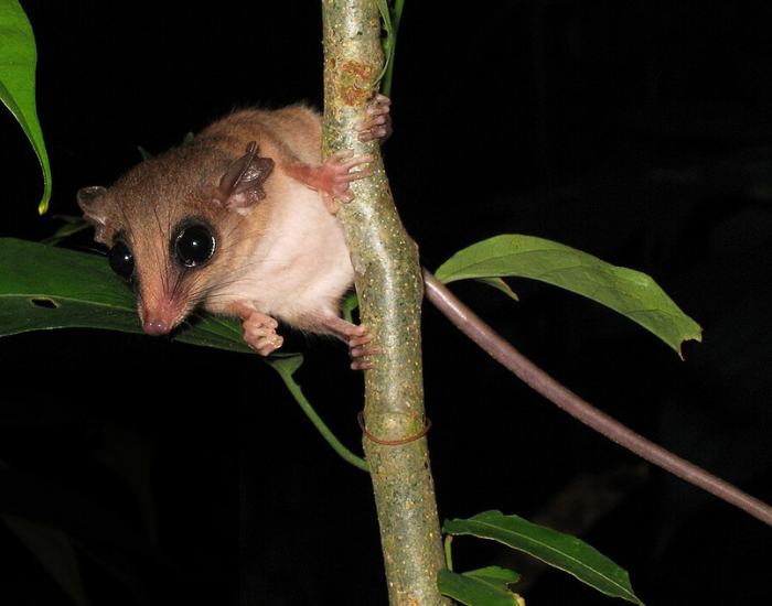 Mouse-Possum-Tambopata-Reserve-2.webp mouse opossum at night iin the wild