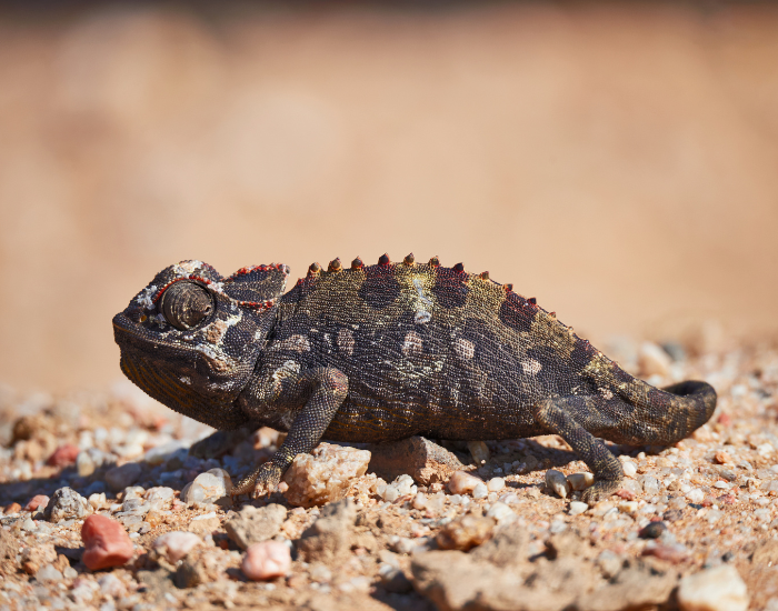 Namaqua Chameleon walking along the ground in the wild