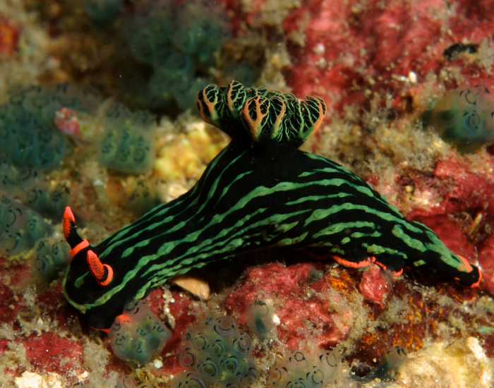 Nembrotha-kubaryana-4.webp dusky nembrotha, in the ocean moving