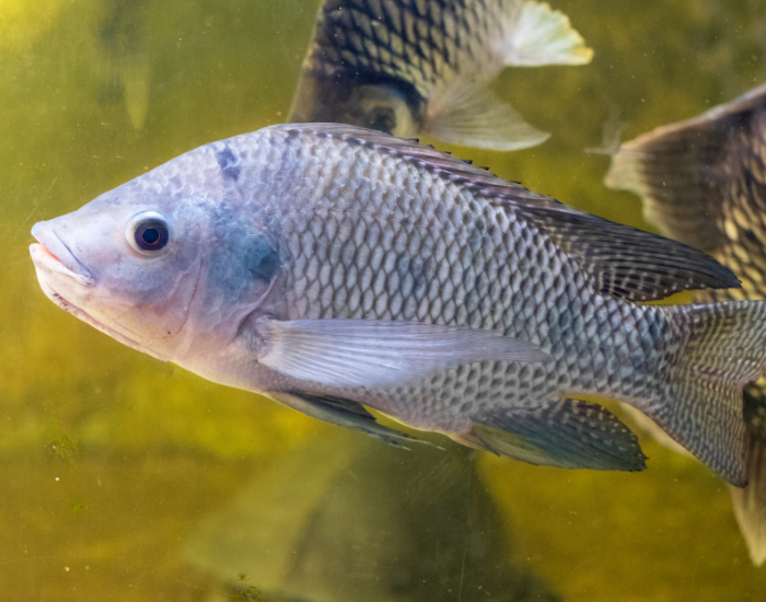 Nile Tilapia swimming