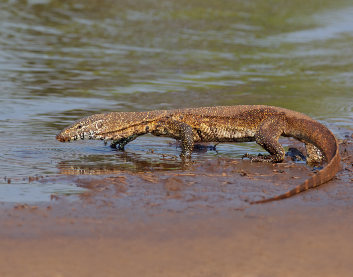 Nile monitor walking over the edge of a river