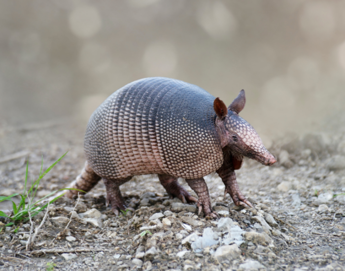 Nine Banded Armadillo walking in the wild