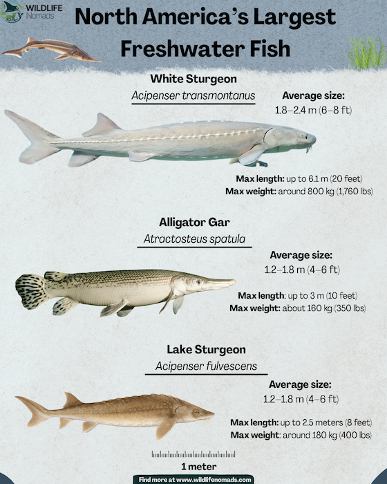 North-Americas-Largest-Freshwater-Fish-Size-Comparison.webp North America’s Largest Freshwater Fish: Size Comparison