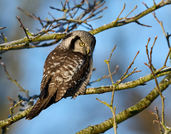 Northern-Hawk-Owl-Surnia-ulula.webp Northern Hawk Owl on a tree