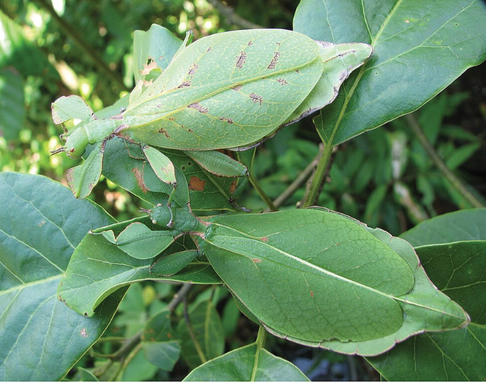 Northern-Leaf-Insect-Phyllium-monteithi.webp Northern Leaf Insect on a leaf in the wild