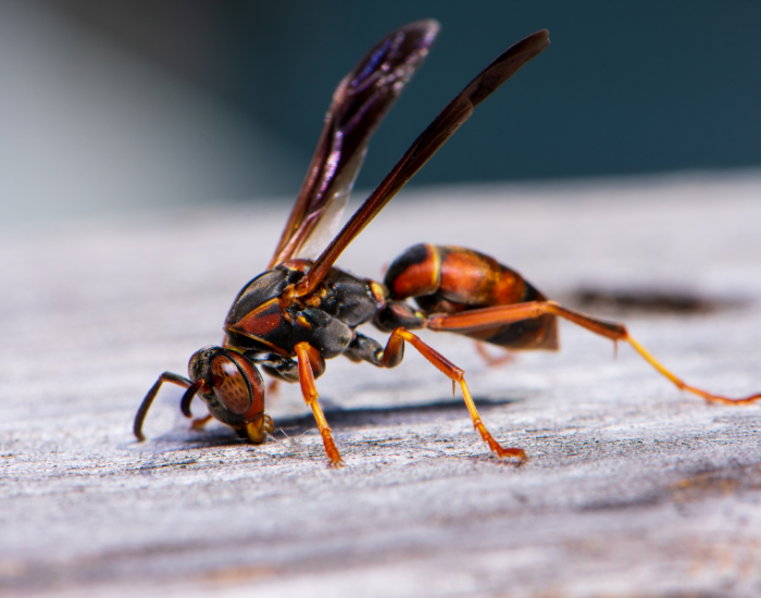 Northern Paper Wasp close up