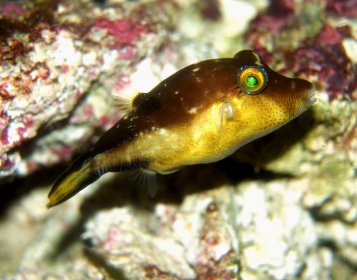 Northern-Puffer-Sphoeroides-maculatus.webp Northern Puffer swimming