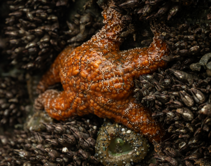 Ochre-Sea-Stars.webp Ochre Sea Star