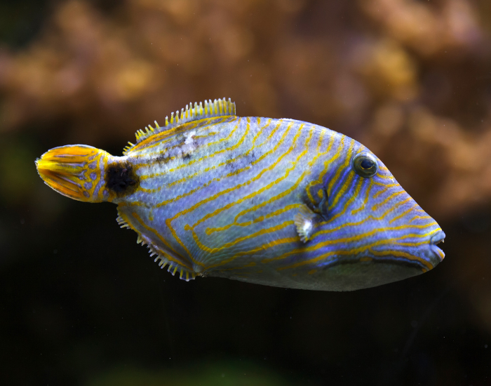 Orange-lined-Triggerfish-Balistapus-undulatus.webp Orange-lined Triggerfish swimming