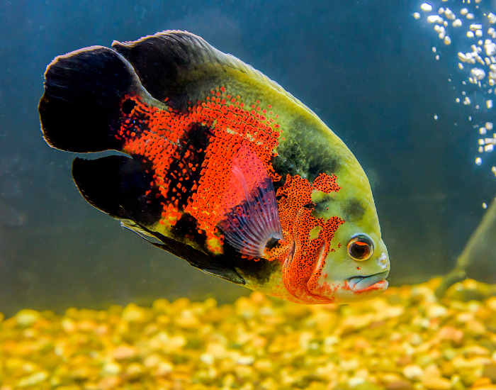 Close up of an oscar fish on a tank