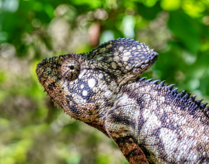 Oustalet's Chameleon close up