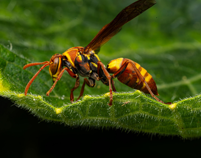 Paper wasp close up pn a leaf