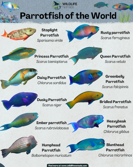 Parrot fish of the world infographic showing 12 common ones
