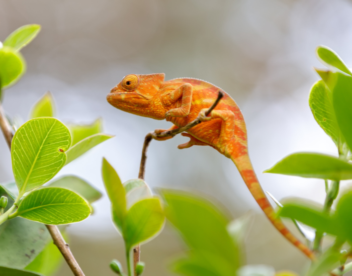 Parson's Chameleon (Calumma parsonii) on a tree displaying orange coloration